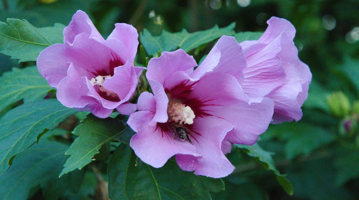 Quand planter un hibiscus en pleine terre ?