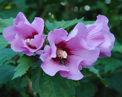 Quand planter un hibiscus en pleine terre ?