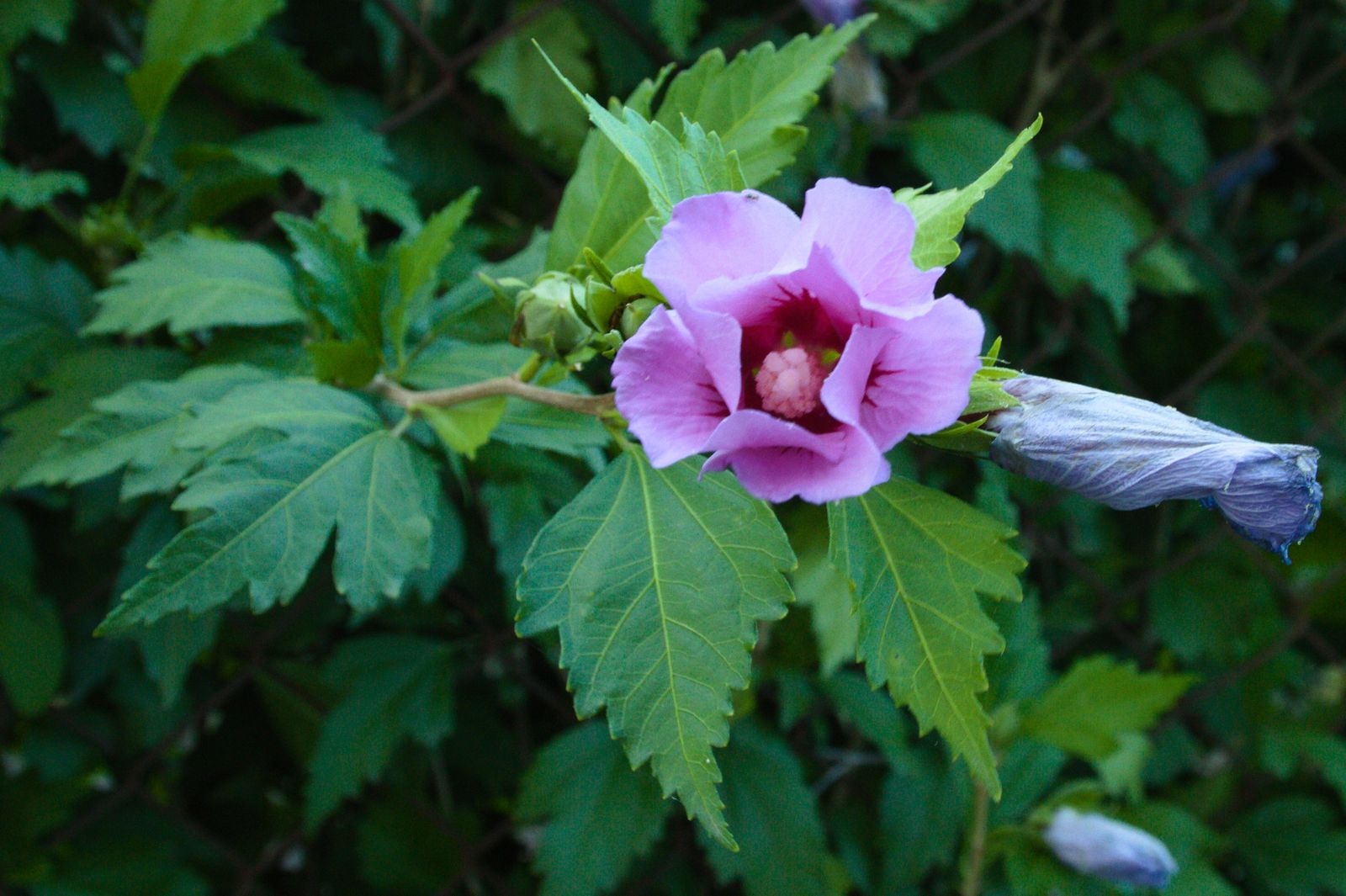 Hibiscus pourpre épanoui au feuillage vert