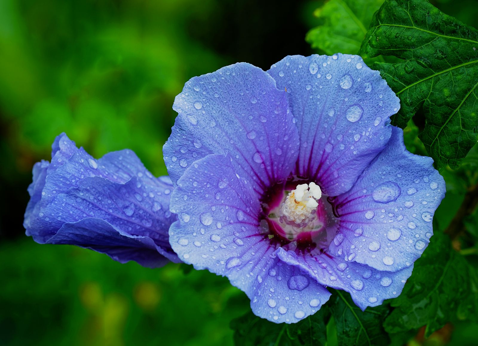 Hibiscus de jardin couvert de gouttes de rosée