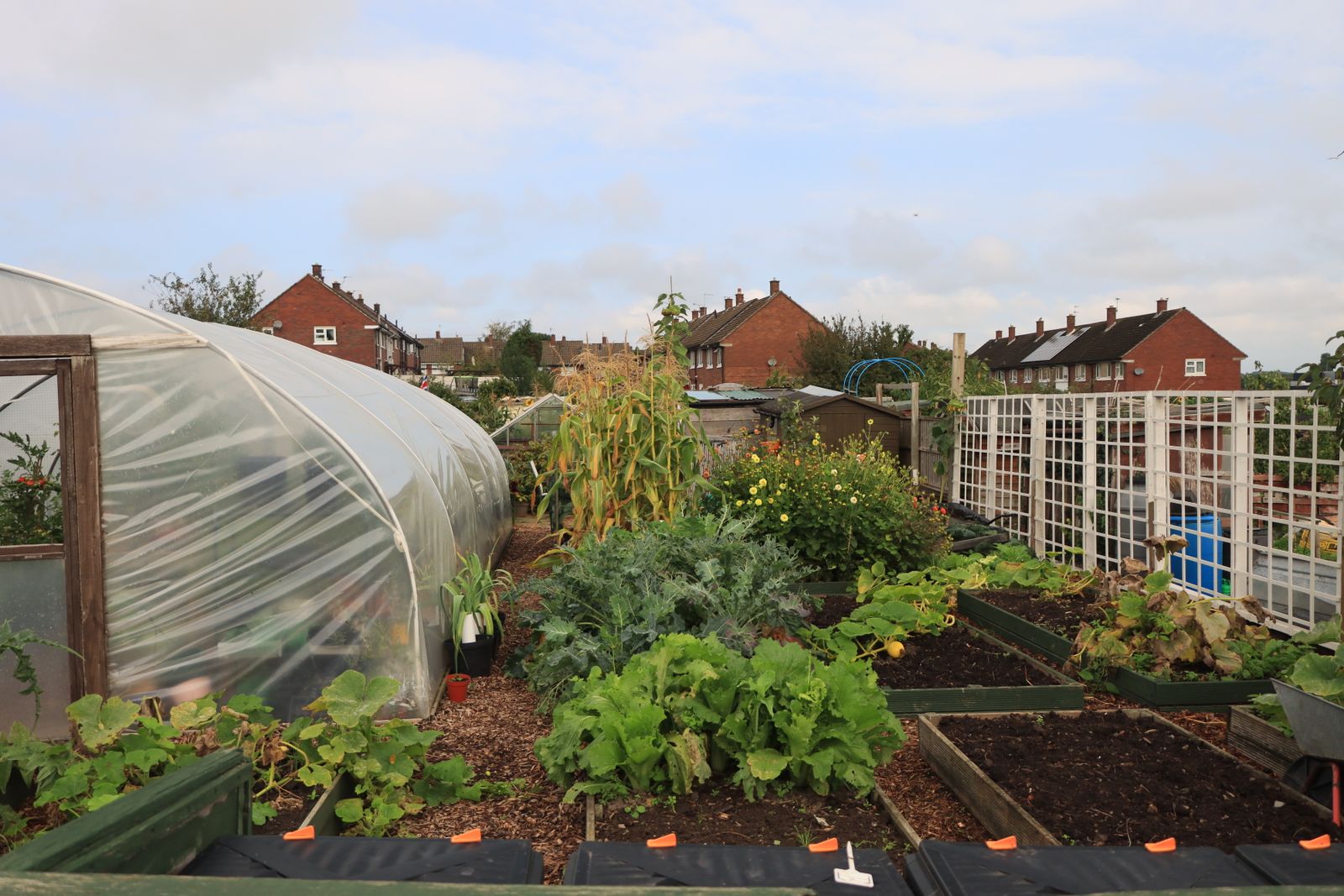 Potager partagé avec serre et cultures variées
