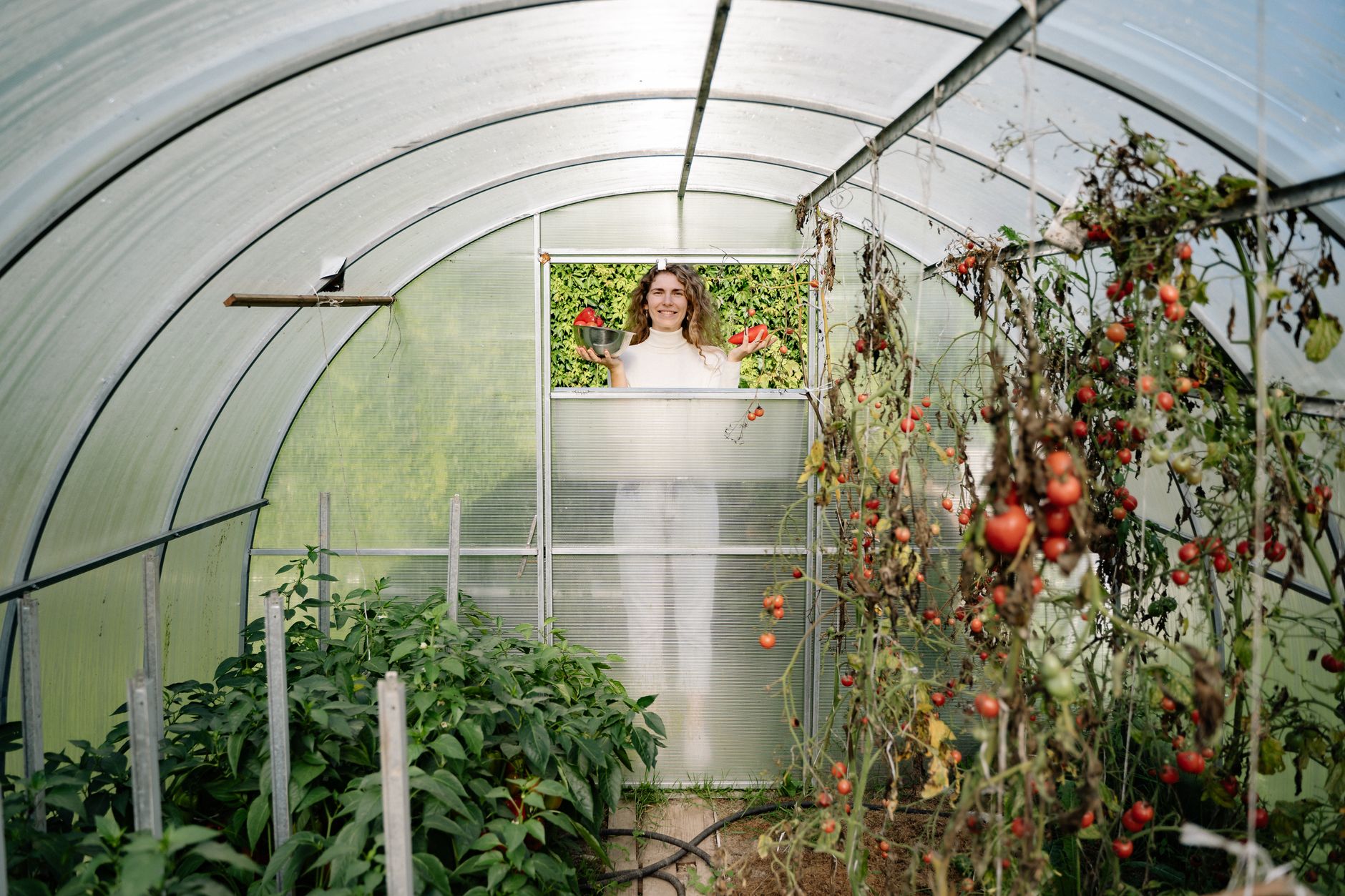 Jardinière tenant des tomates fraîches sous abri