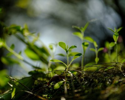 Gazon : combien de temps pour pousser après le semis ?