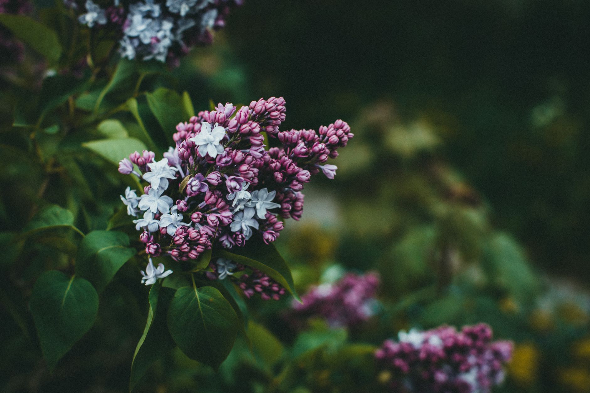 Lilas violets et blancs avec leur feuillage