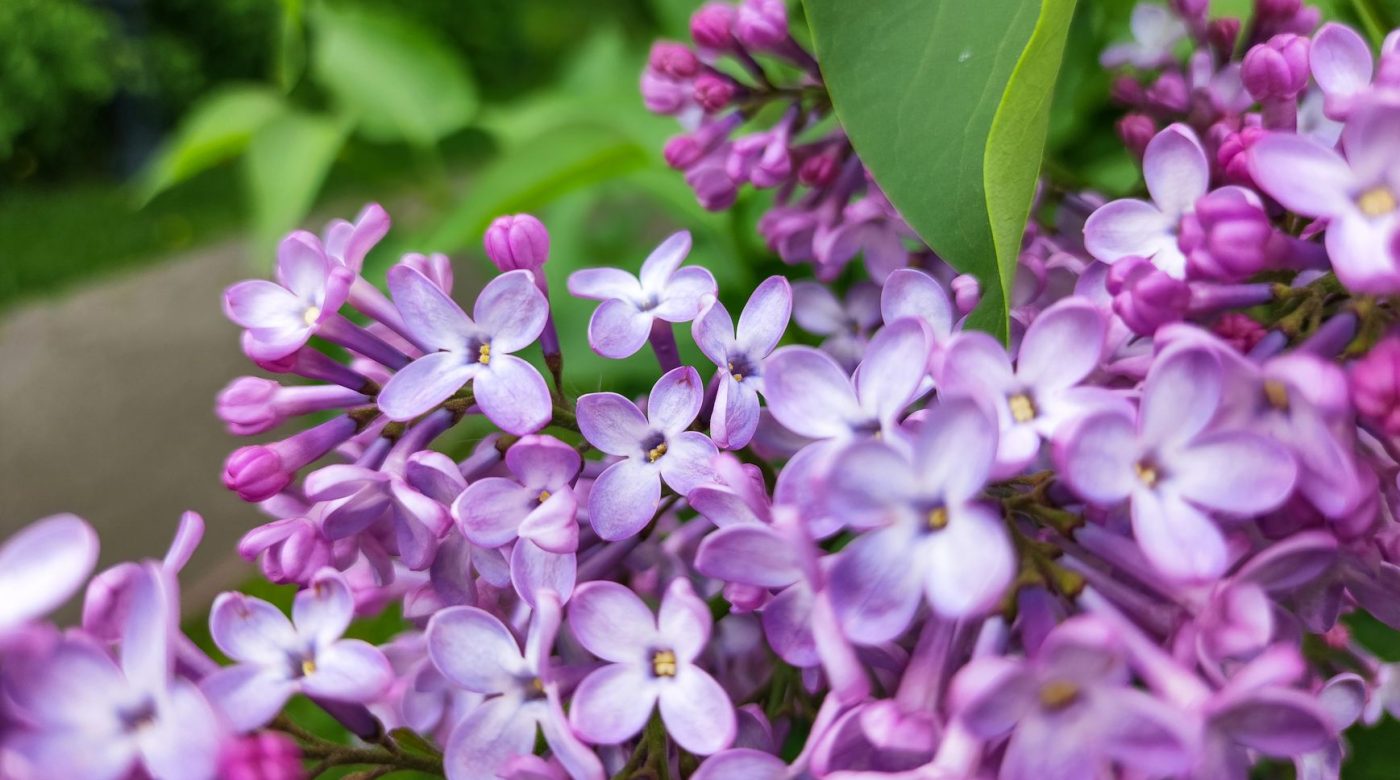 Quand planter un lilas pour qu’il reprenne en argile ?