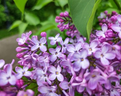 Quand planter un lilas pour qu’il reprenne en argile ?