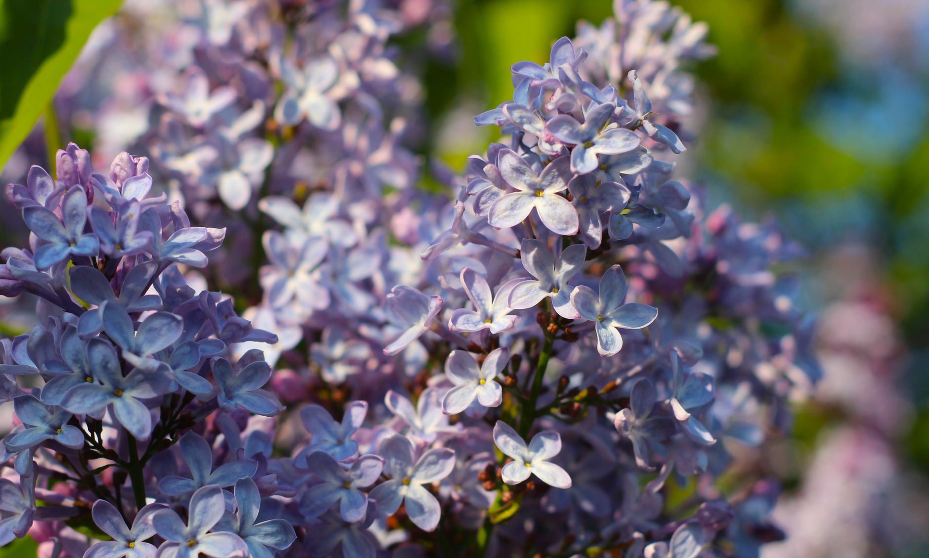 Fleurs de lilas en pleine floraison au soleil