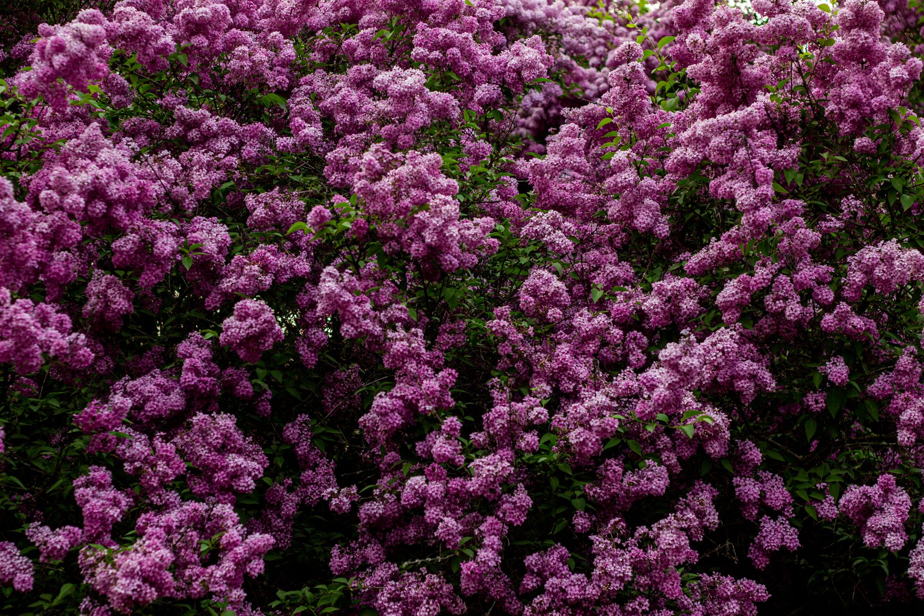 Massif de lilas pourpres dans un jardin