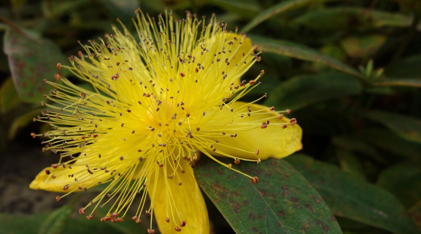 Quand tailler le millepertuis sans perdre une fleur ?