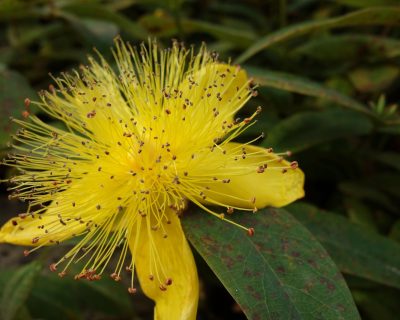 Quand tailler le millepertuis sans perdre une fleur ?