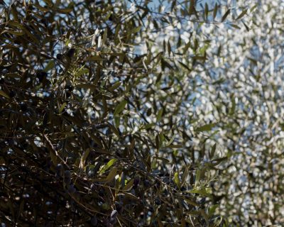 Comment planter un olivier sans le noyer dans l’argile ?