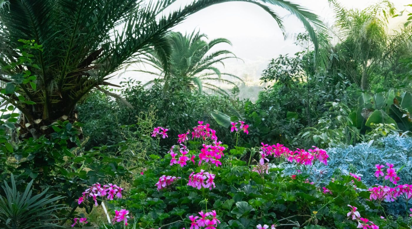 Comment planter un palmier sans le noyer dans l’argile ?