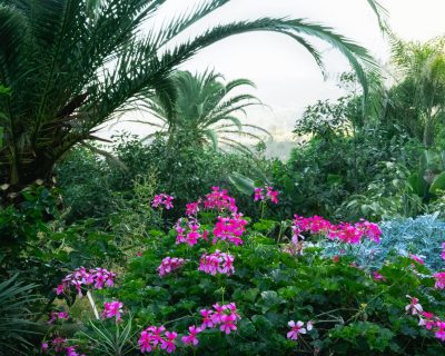 Comment planter un palmier sans le noyer dans l’argile ?