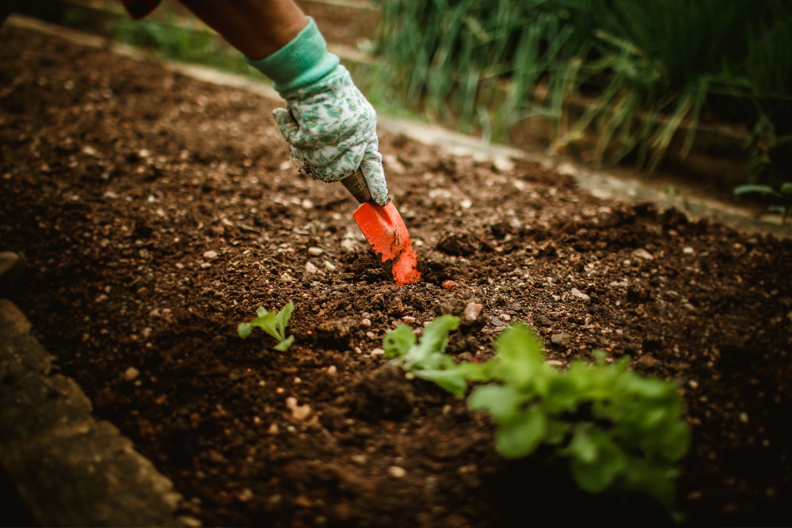 Plantoir rouge et plant mis en terre au potager