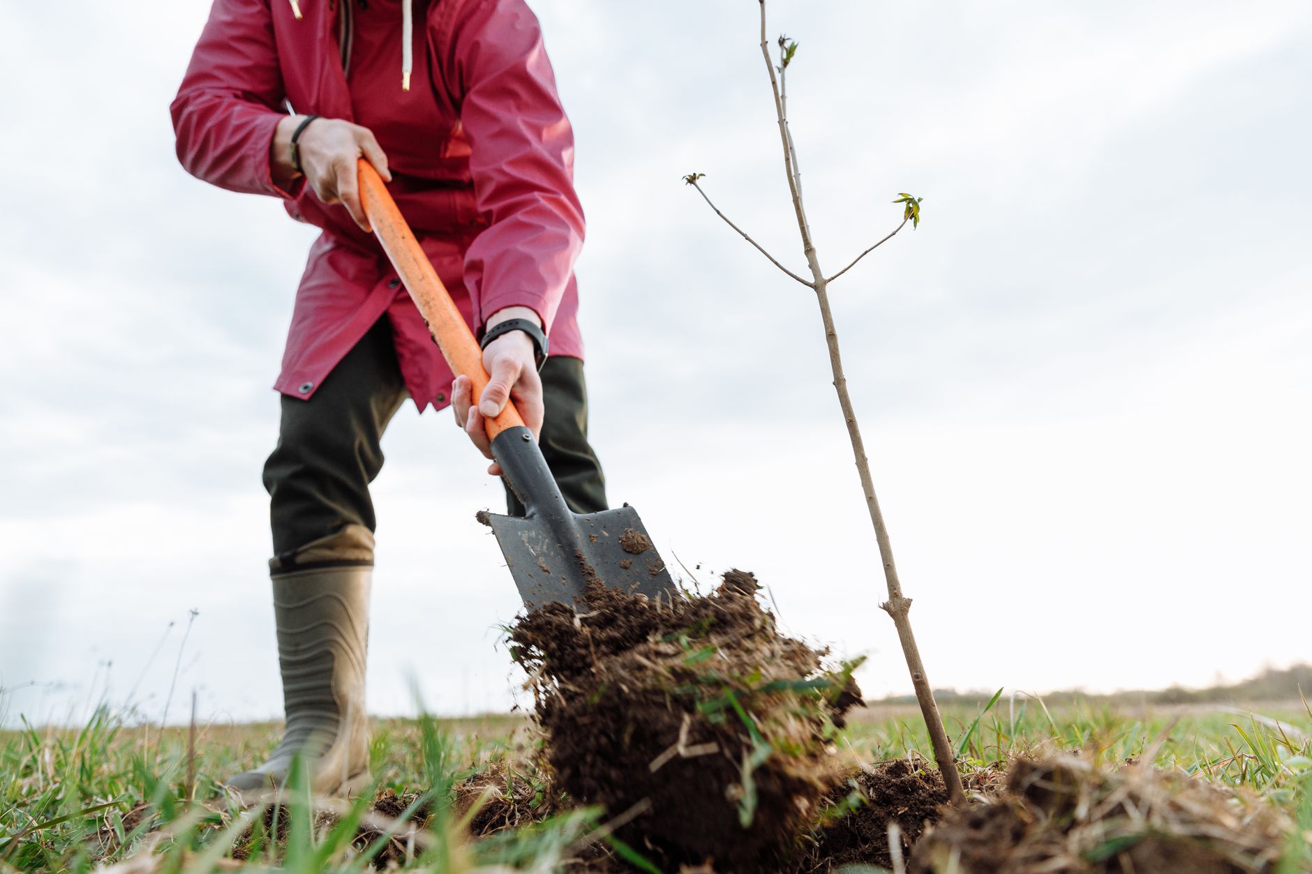 Plantation d’un jeune arbre à la pelle sur une pelouse