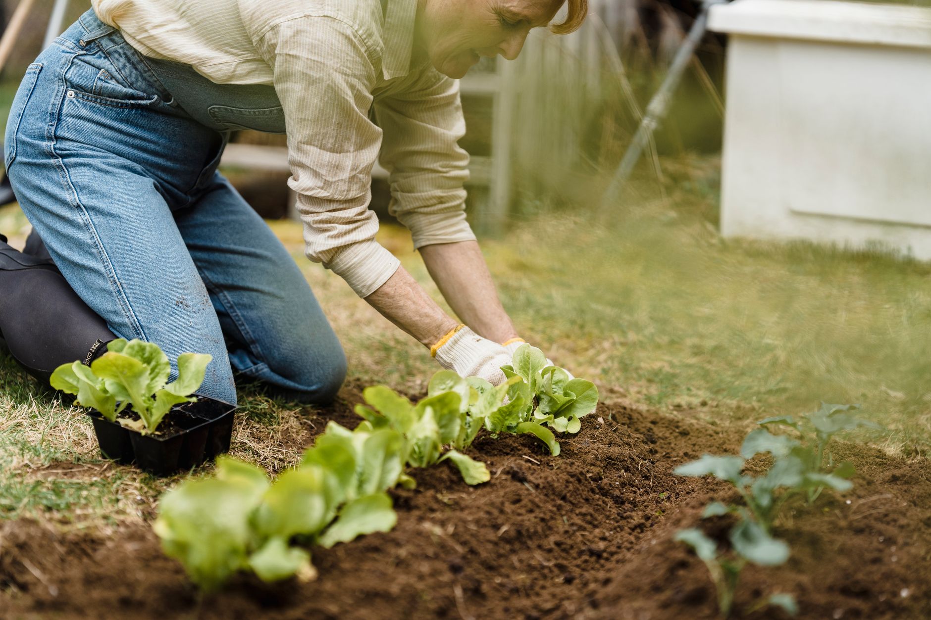 Plantation de jeunes laitues au potager