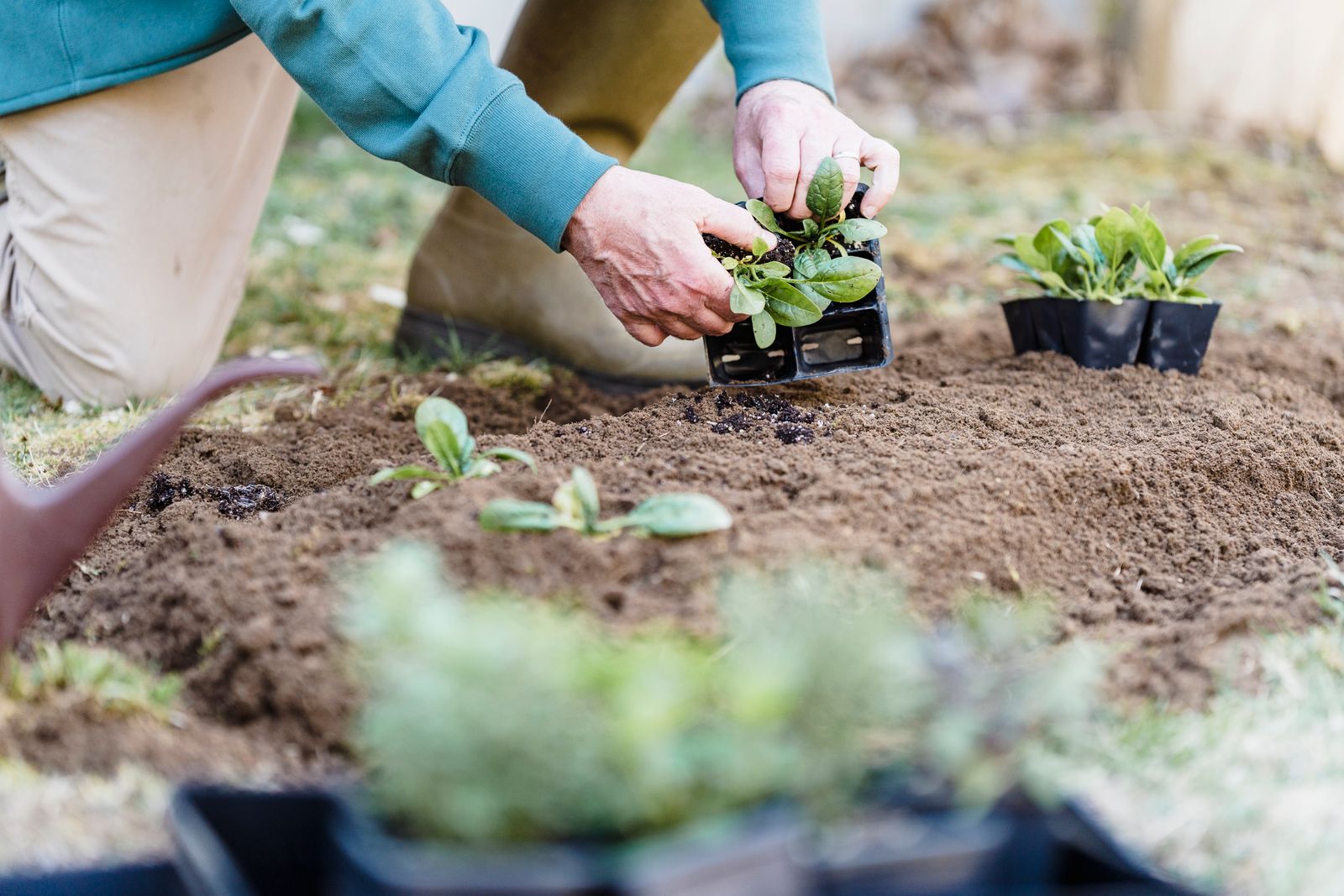 Jardinier à genoux qui met un plant en terre