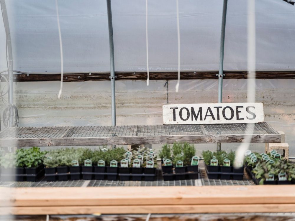 Quand planter les plants de tomates au potager ?