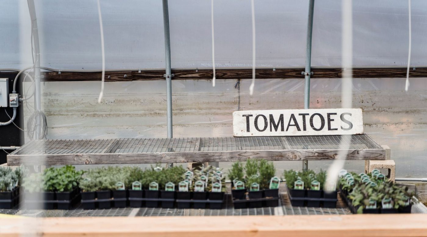 Quand planter les plants de tomates au potager ?
