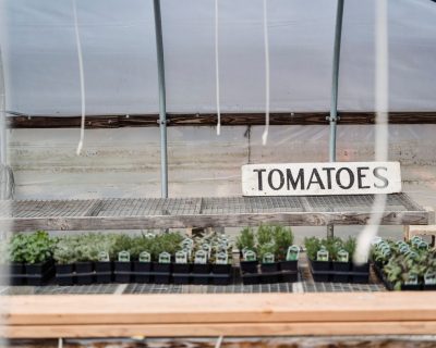 Quand planter les plants de tomates au potager ?