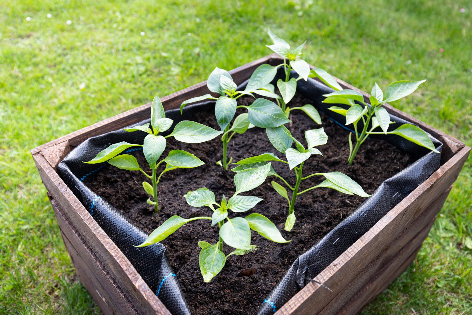 Plants de poivrons en bac de bois sur terre riche