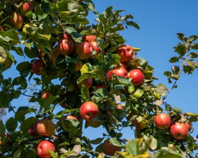 Quand ramasser les pommes sans les cueillir trop tôt ?