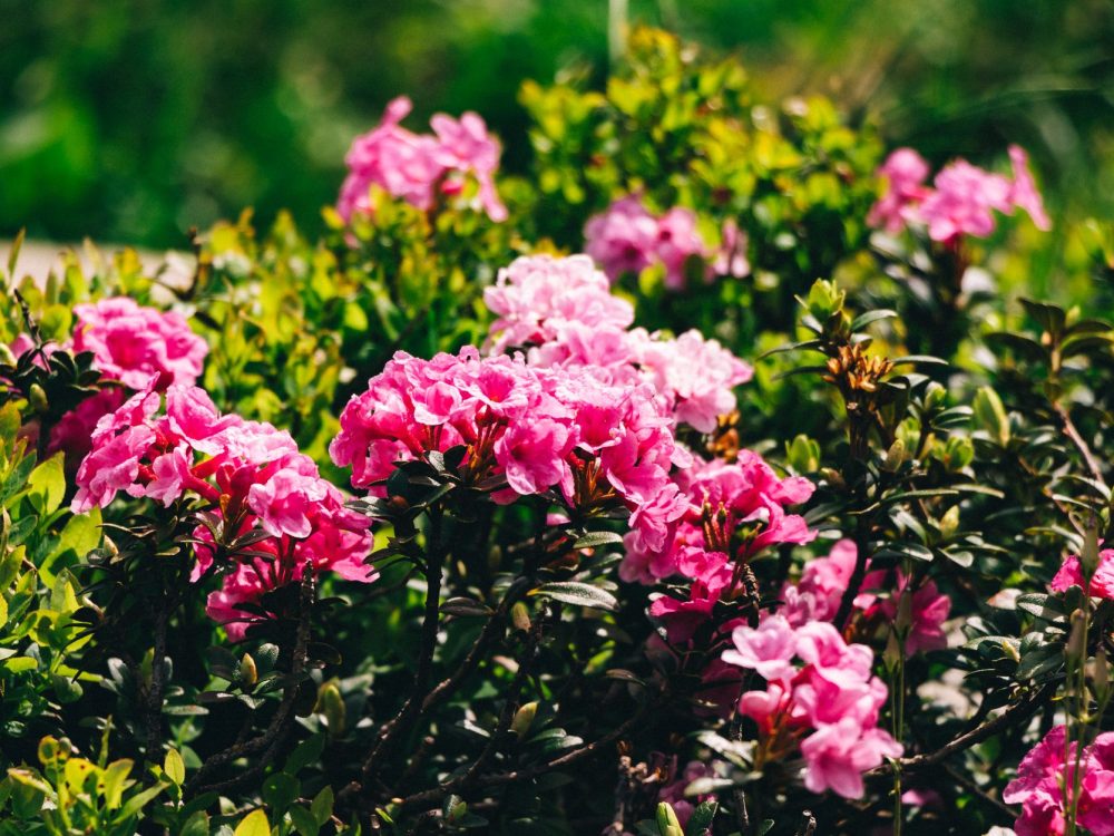 Quand planter un rhododendron en terre argileuse ?