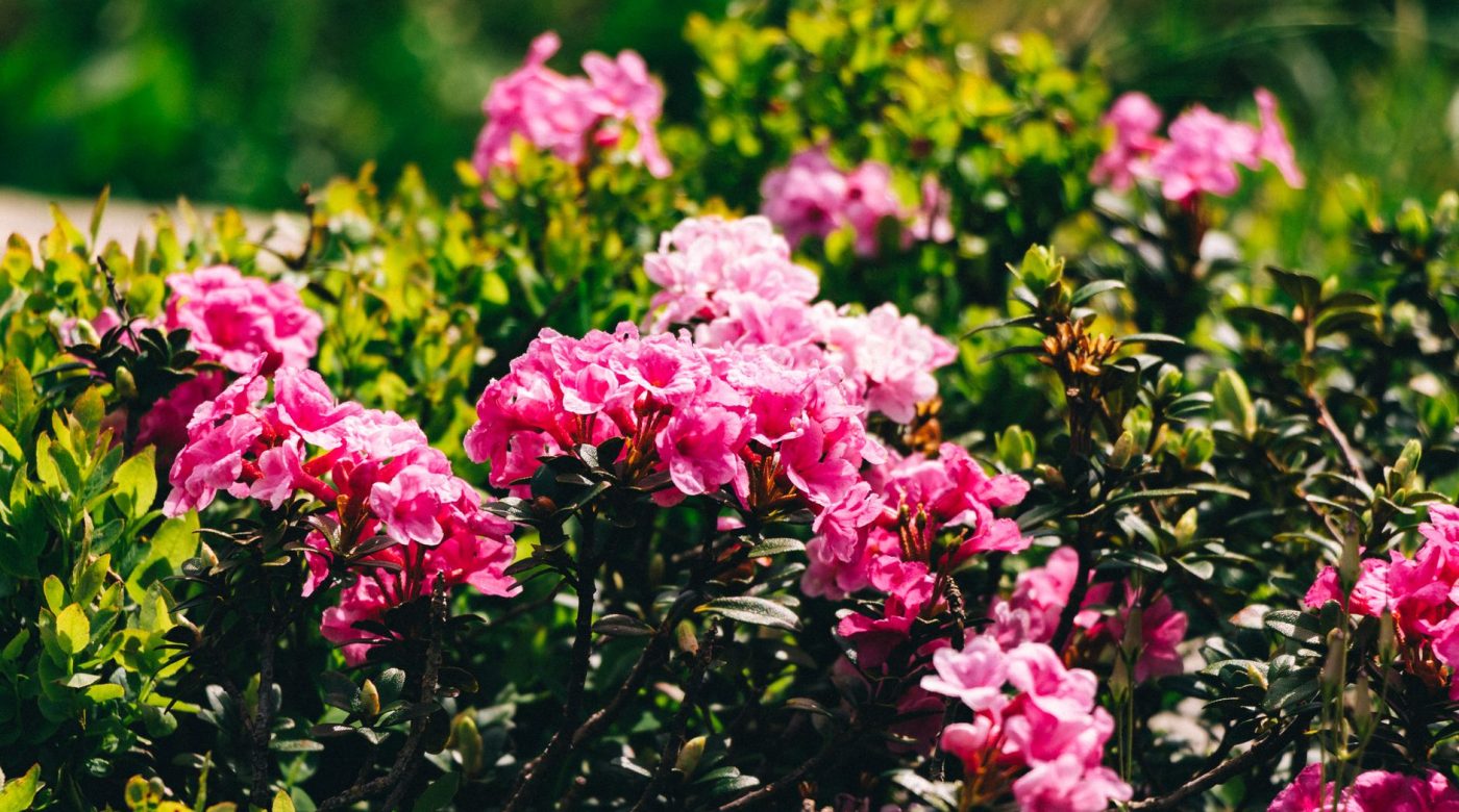 Quand planter un rhododendron en terre argileuse ?