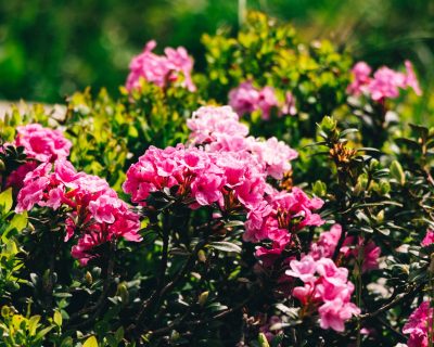 Quand planter un rhododendron en terre argileuse ?
