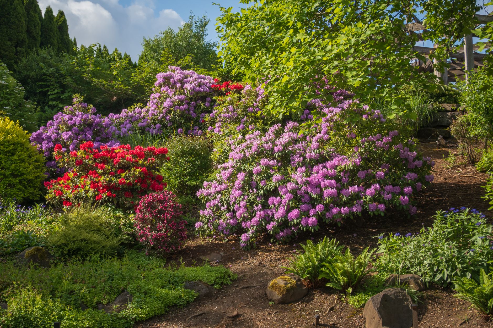 Massif de rhododendrons roses et rouges au soleil