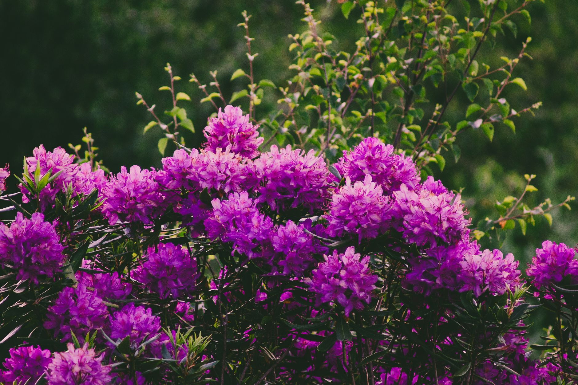 Rhododendrons roses au printemps