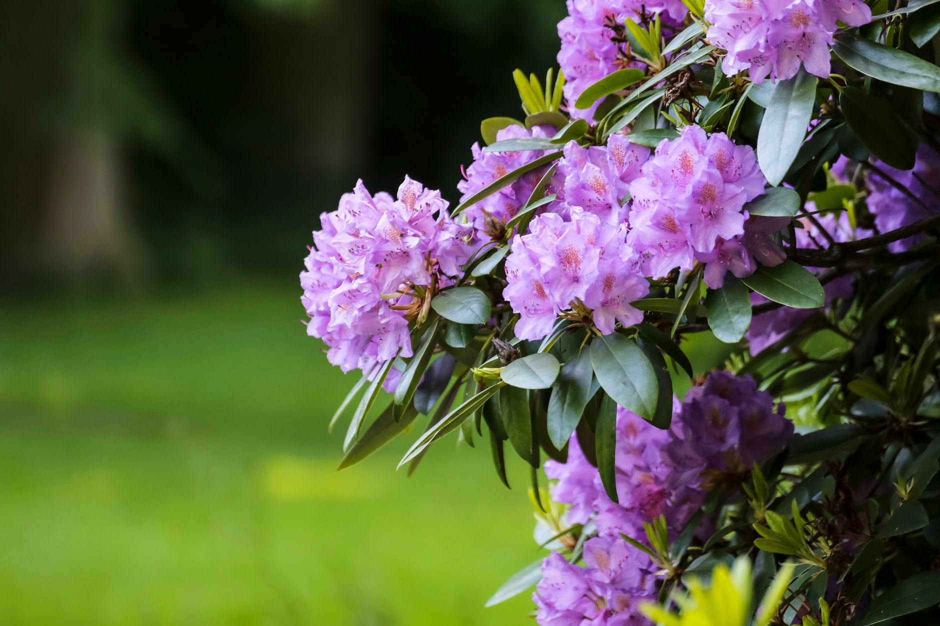 Fleurs violettes de rhododendron en gros plan