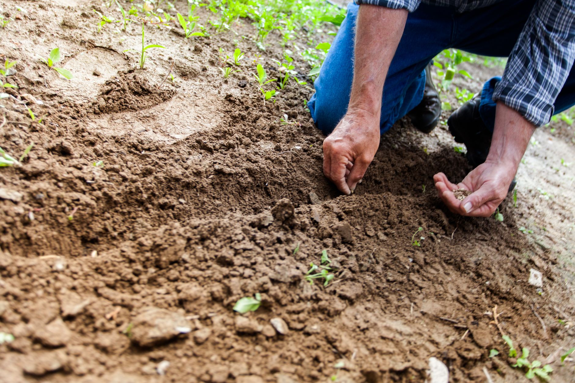 Mains qui déposent des graines dans la terre