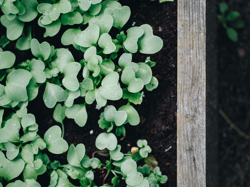Dessiner un plan de potager de 10 m² qui produit