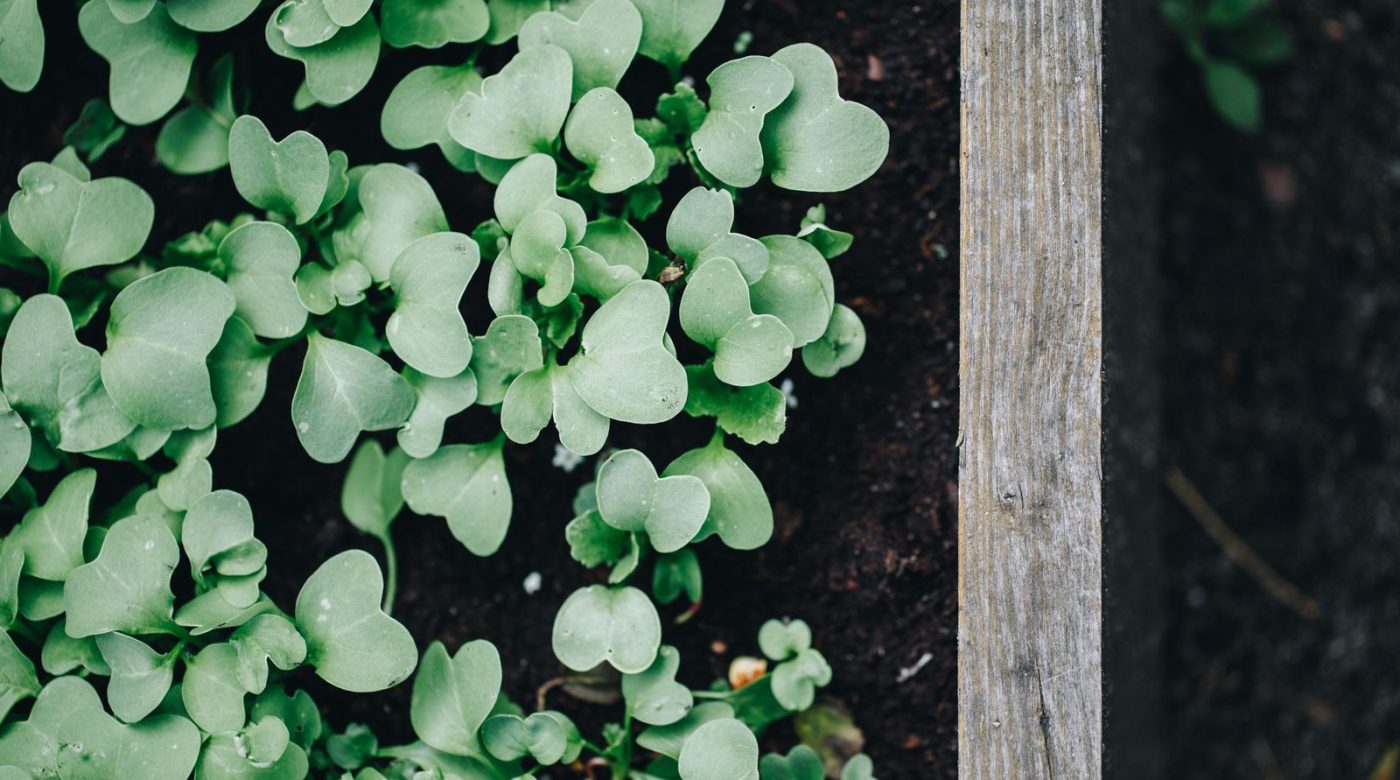 Dessiner un plan de potager de 10 m² qui produit