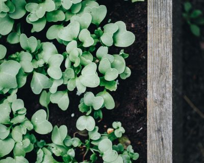 Dessiner un plan de potager de 10 m² qui produit