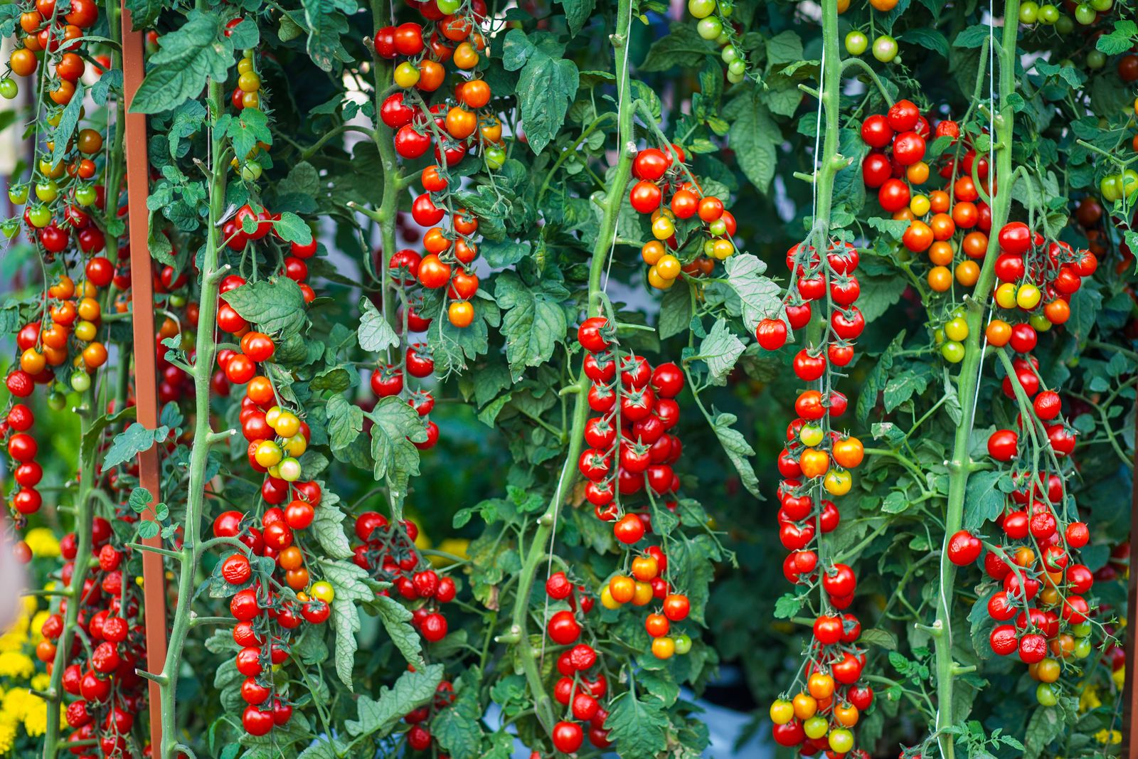 Plants de tomates cerises chargés de fruits