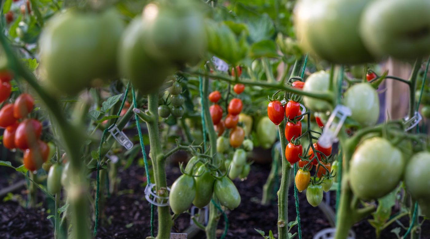 Comment fabriquer un toit pour tomates qui tient au vent ?