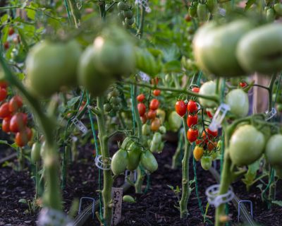 Comment fabriquer un toit pour tomates qui tient au vent ?