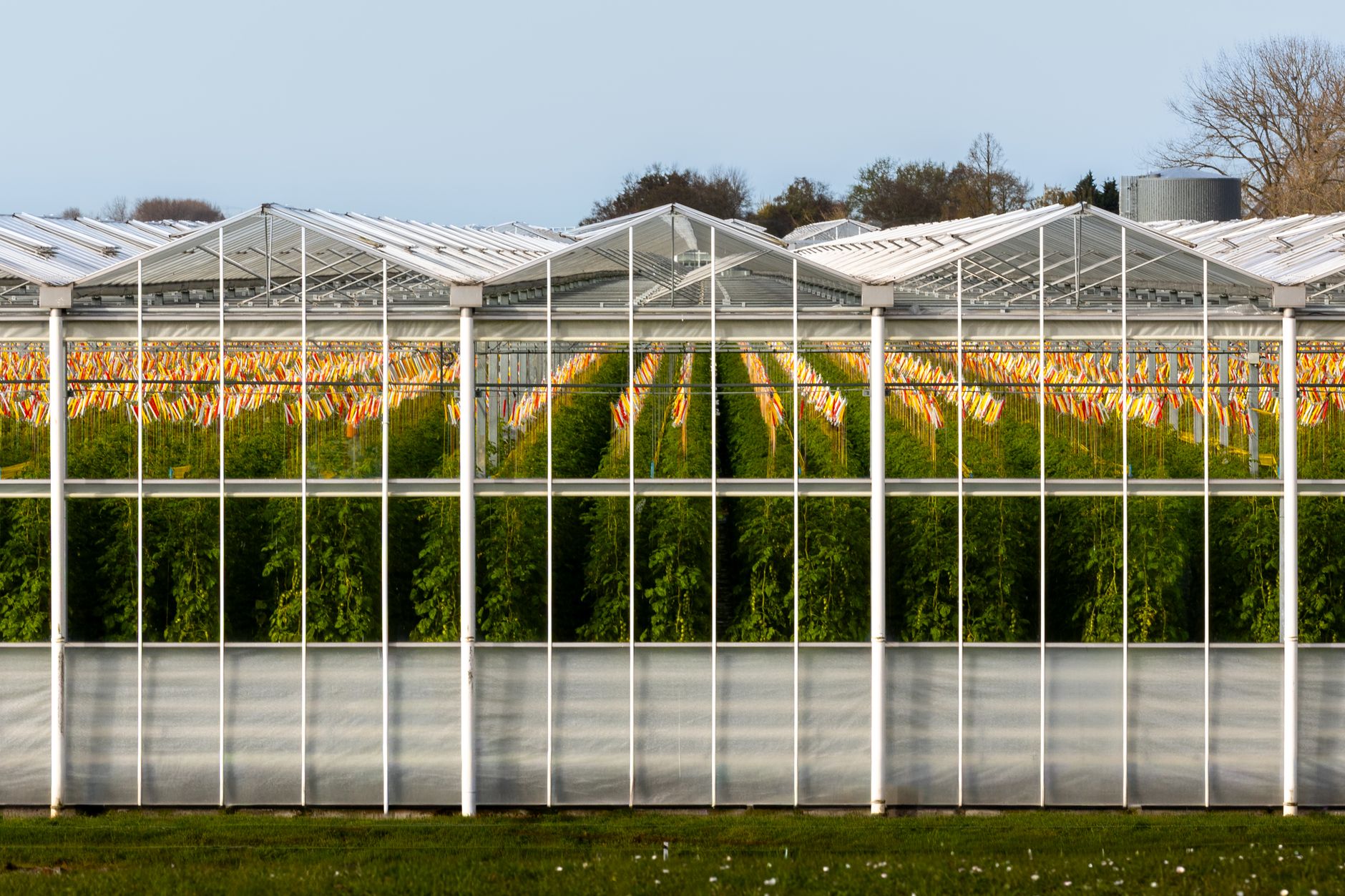 Rangs de tomates palissés dans une grande serre