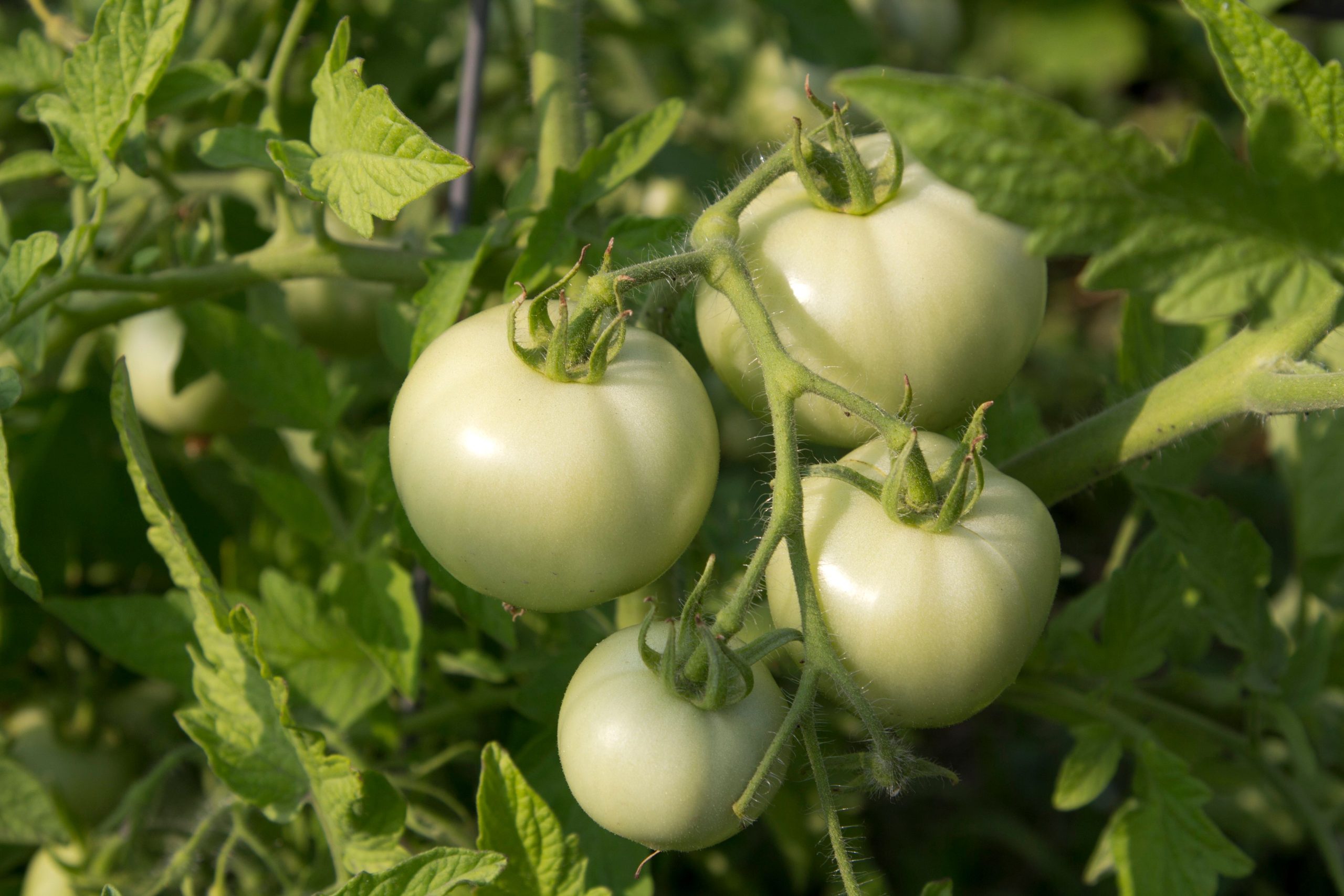 Tomates vertes entre les feuilles du plant