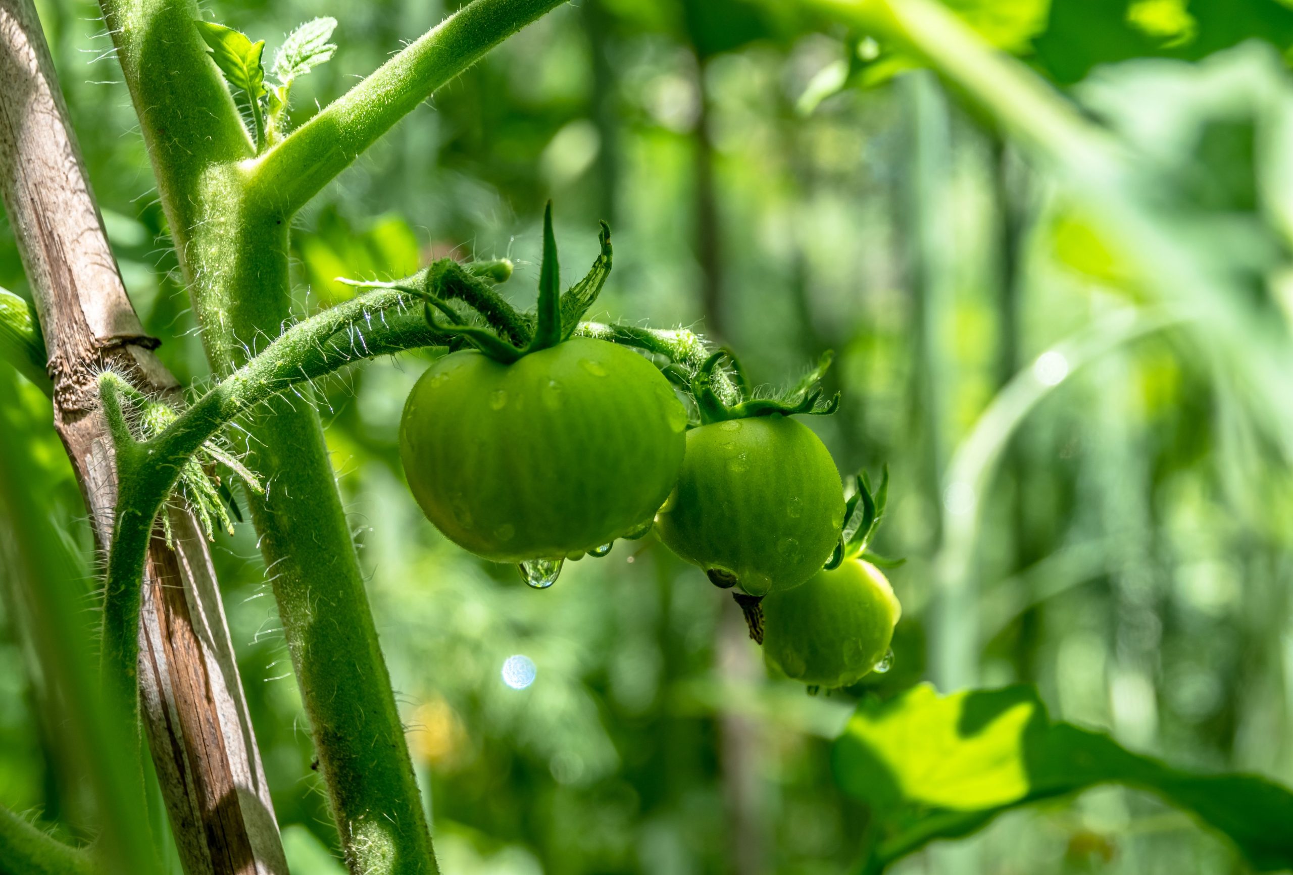 Grappe de tomates vertes dans le potager