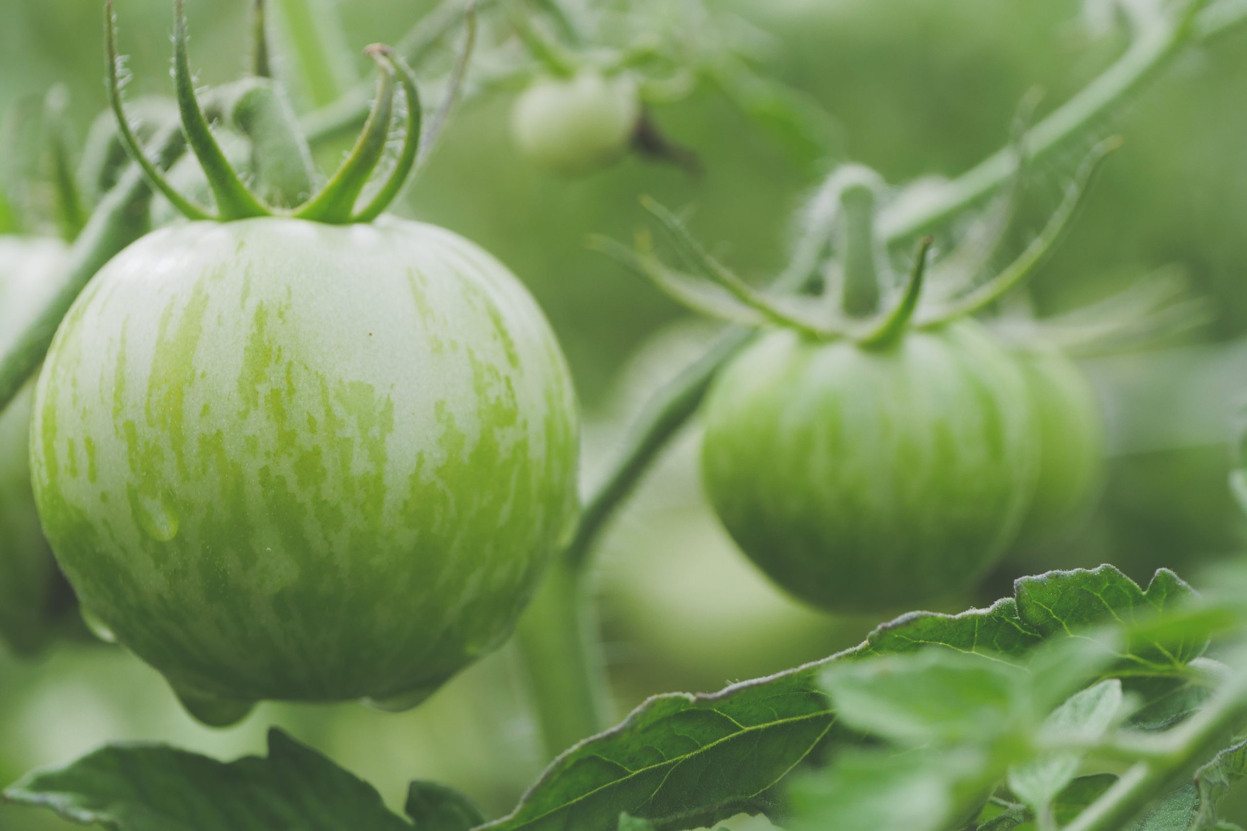 Tomates vertes couvertes de gouttes de rosée