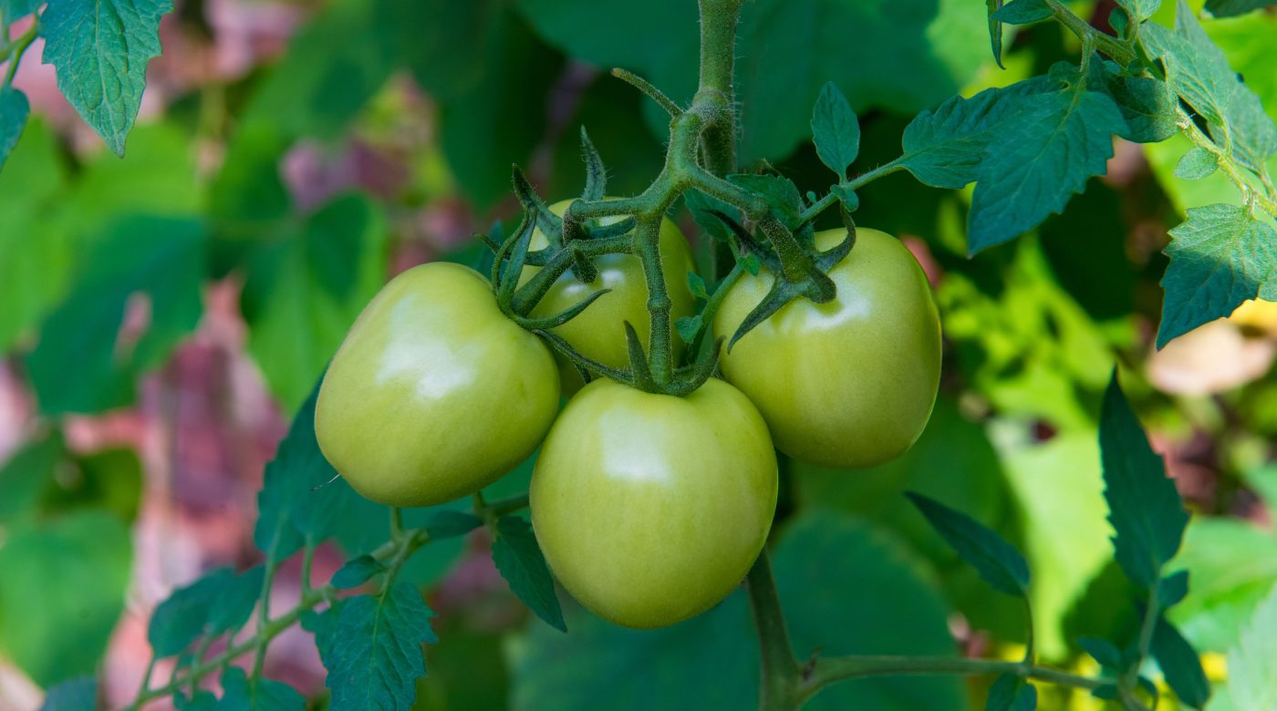 Comment faire mûrir des tomates vertes avant les gelées ?