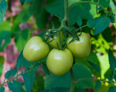 Comment faire mûrir des tomates vertes avant les gelées ?