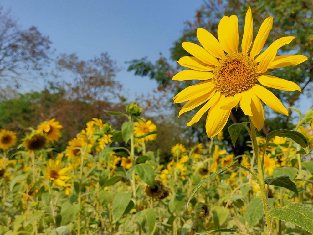 Quand semer le tournesol sans rater la levée ?