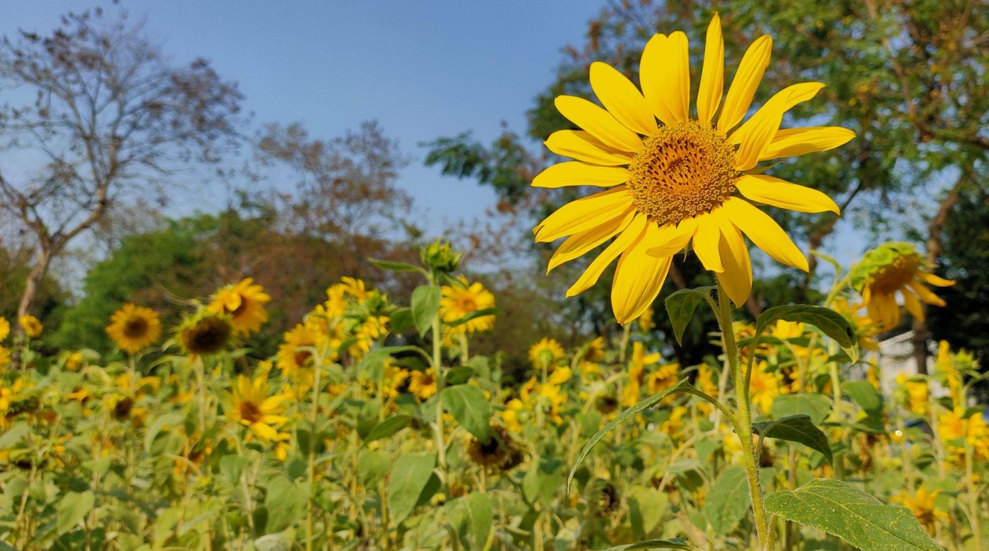 Quand semer le tournesol sans rater la levée ?