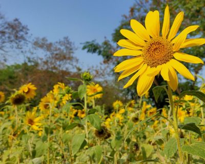 Quand semer le tournesol sans rater la levée ?