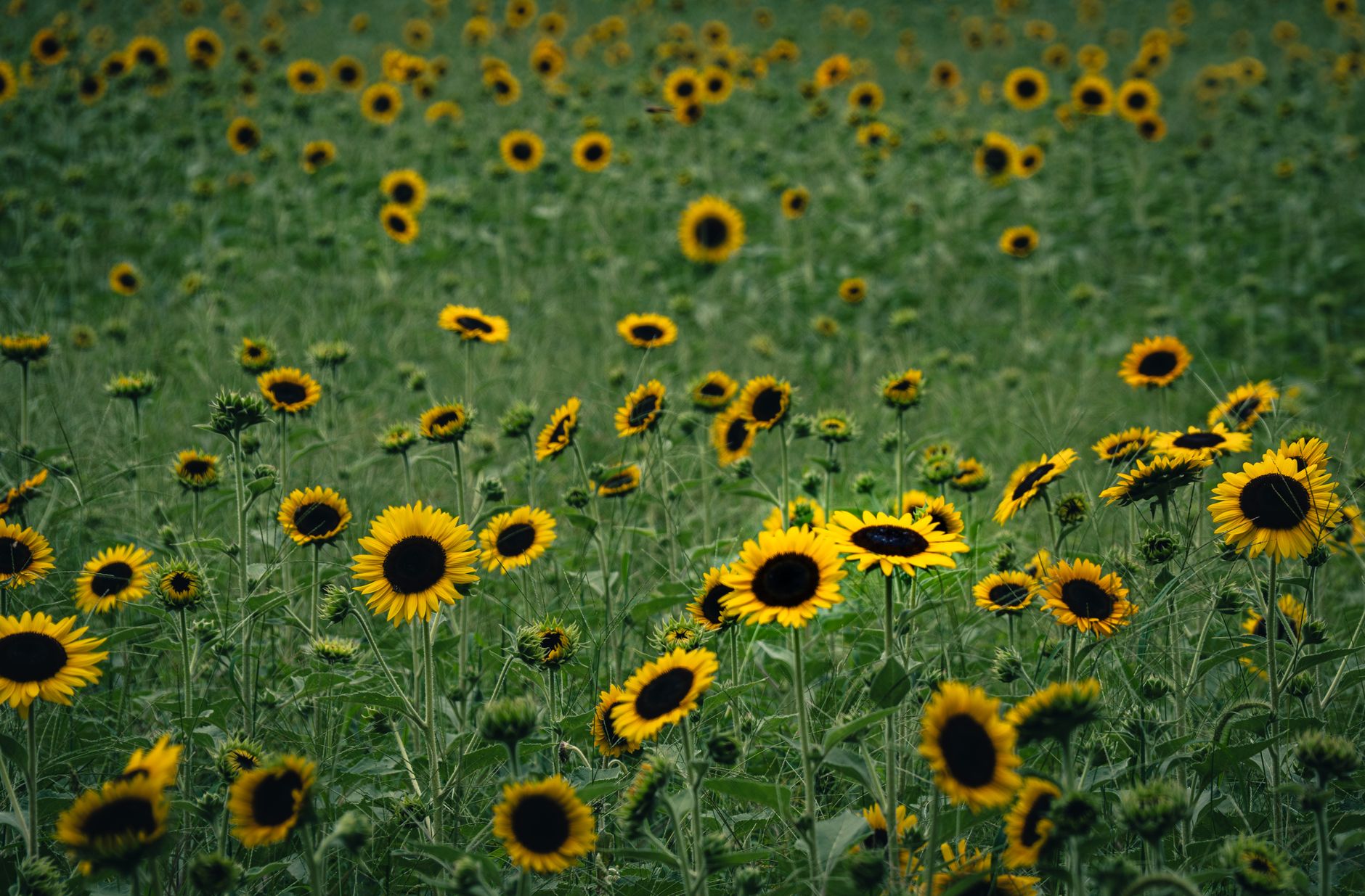 Grands tournesols épanouis en été