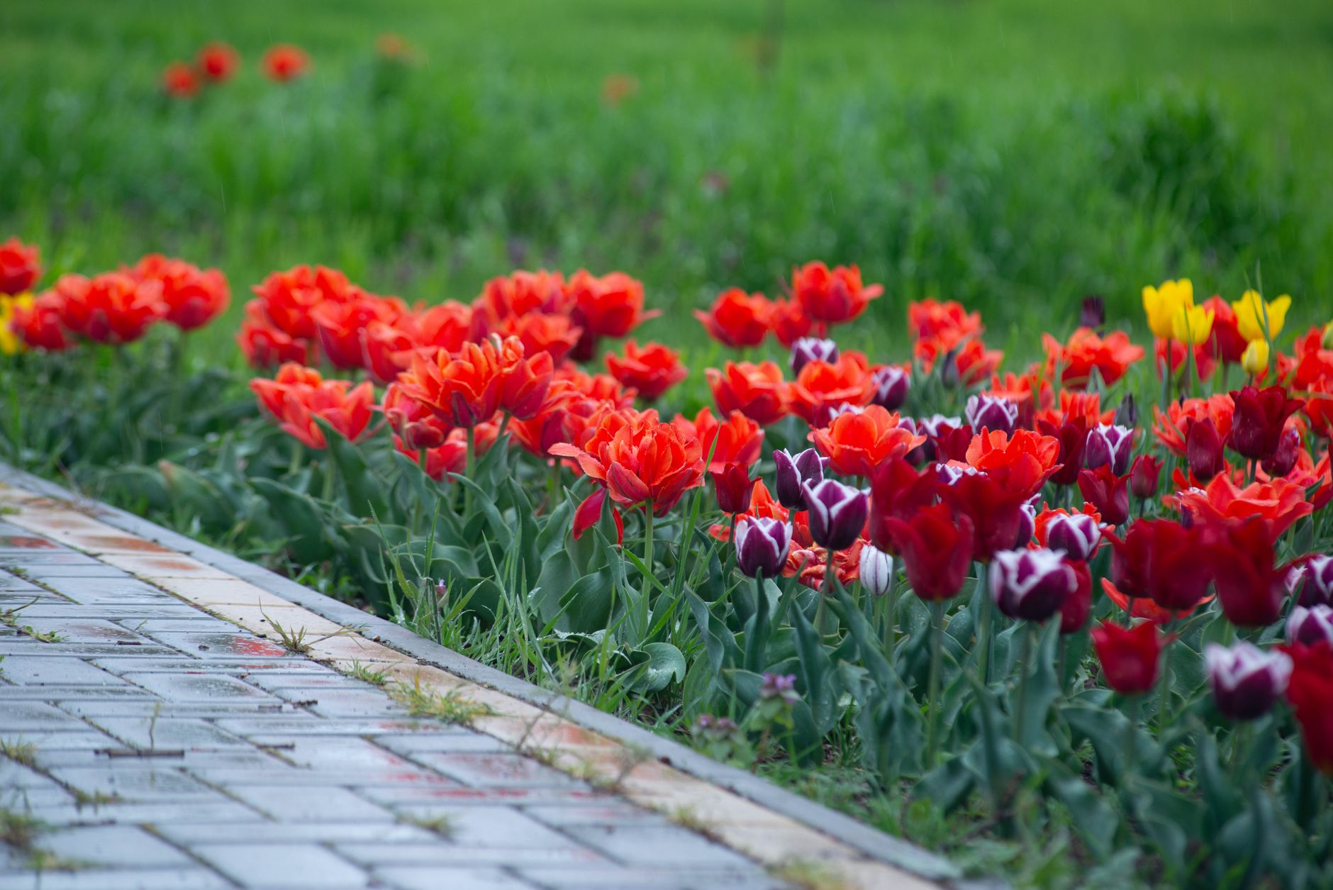 Massif de tulipes rouges et violettes le long d’une allée